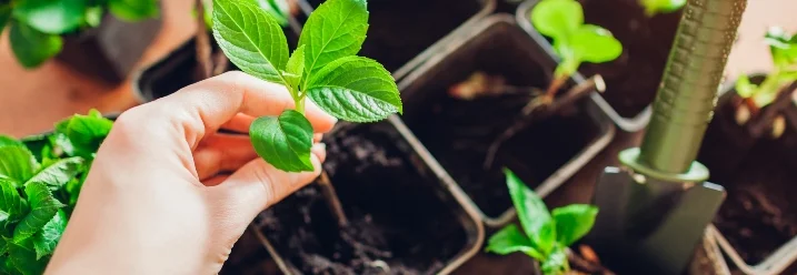 Hand hält Pflanze über Töpfen